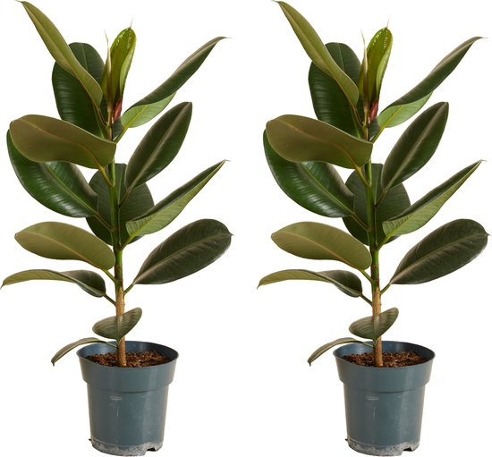Bloomique - Set van 2 - Ficus Elastica Robusta - Rubberboom - Rubberplant - Kamerplanten - Luchtzuiverend - Zeer Gemakkelijk te Verzorgen - Hoogte 50-60 cm - Pot 17 cm