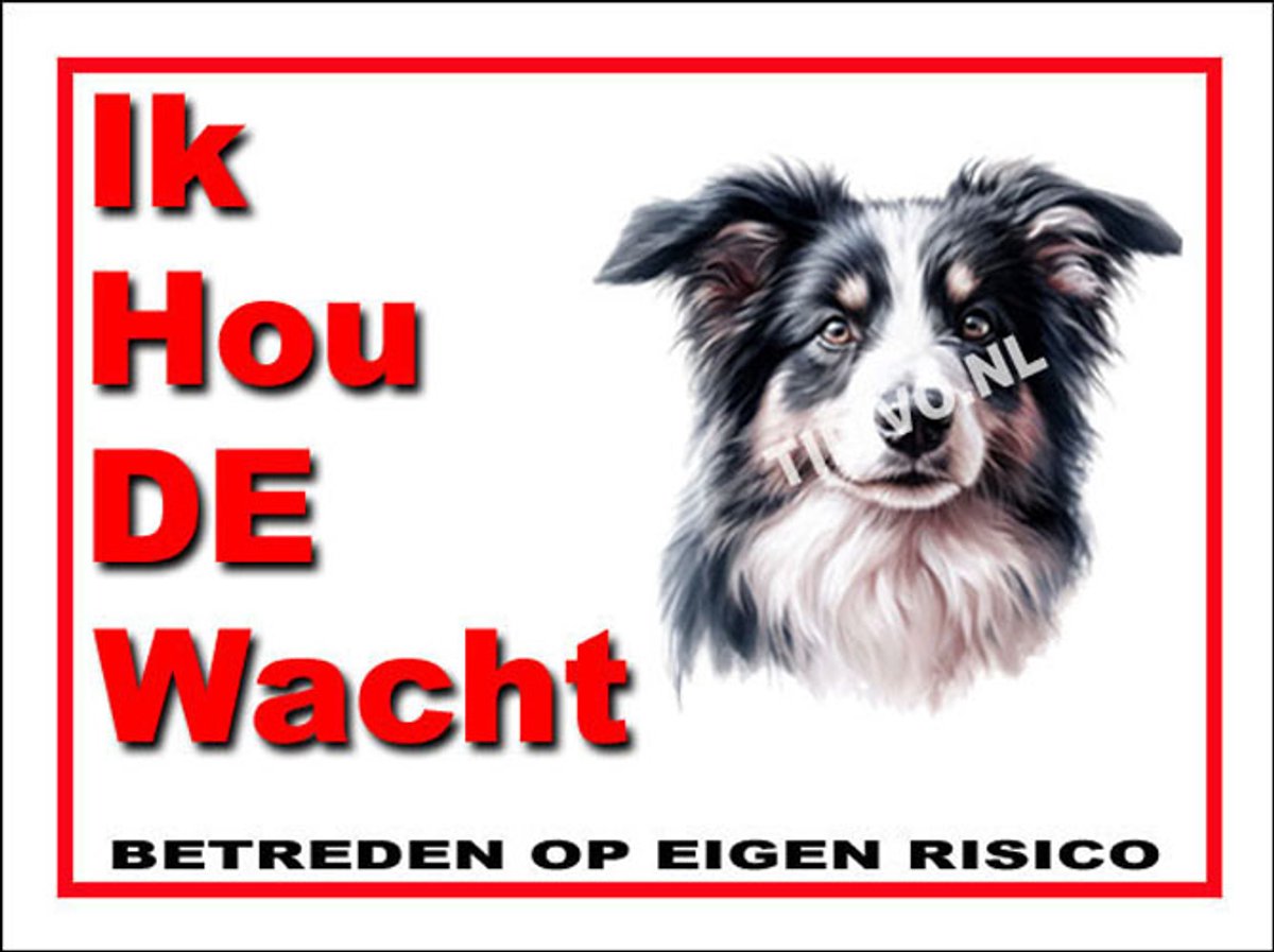 Border Collie 7