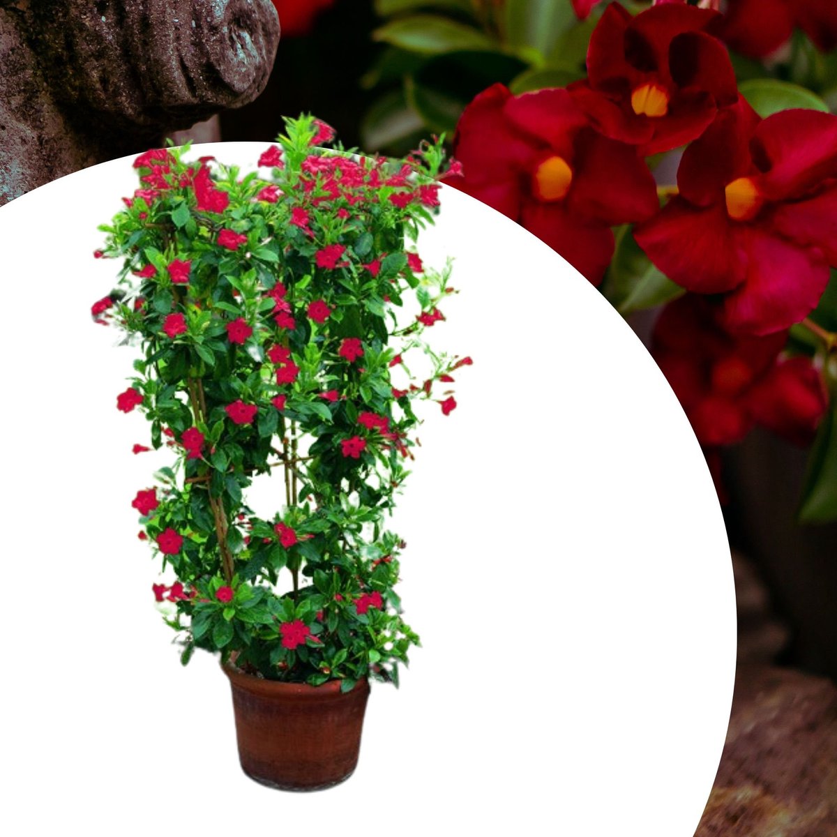 Dipladenia (Dipladenia) - Mandevilla / - Braziliaanse Jasmijn Rood (Potplant) - Vaste planten - Bijen-Vlinders - (Ook)-Voor in huis - Klimplant