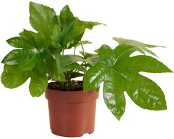 Bloomique - Fatsia Japonica - Vingerplant - Kamerplanten - Tuinplanten - Luchtzuiverend - Winterhard - Hoogte 20-30 cm - Pot 12 cm