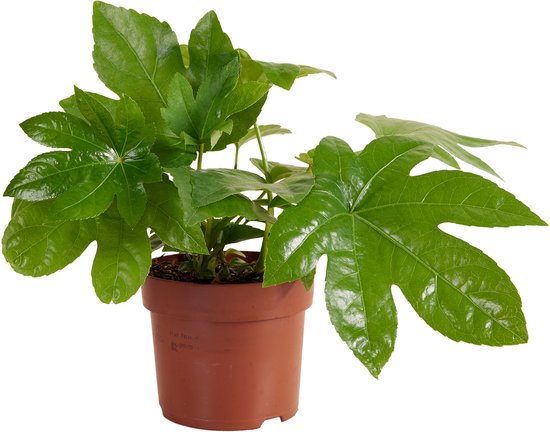 Bloomique - Fatsia Japonica - Vingerplant - Kamerplanten - Tuinplanten -...