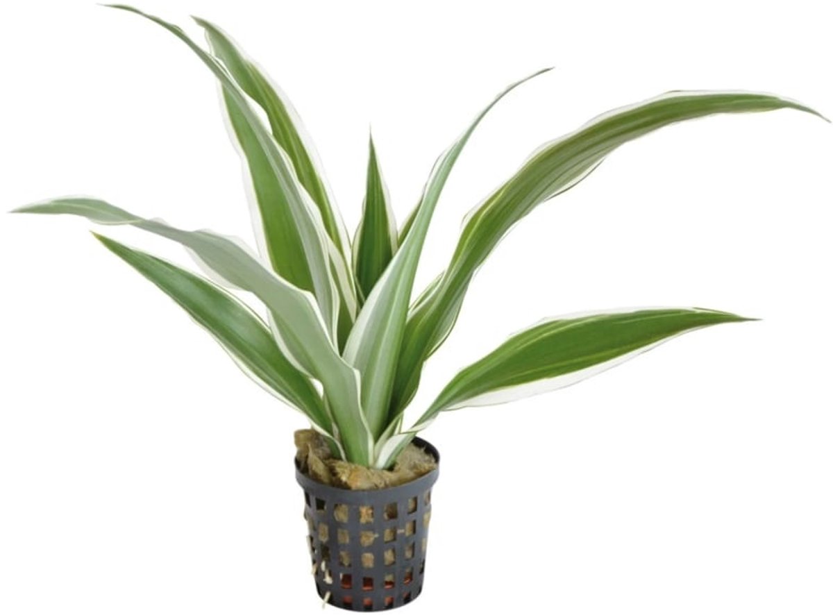 Aquafleur Dracaena Sanderiana Wit in 5 cm pot