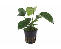 AQUAlook Anubias barteri | Speerblad | in 5 cm pot