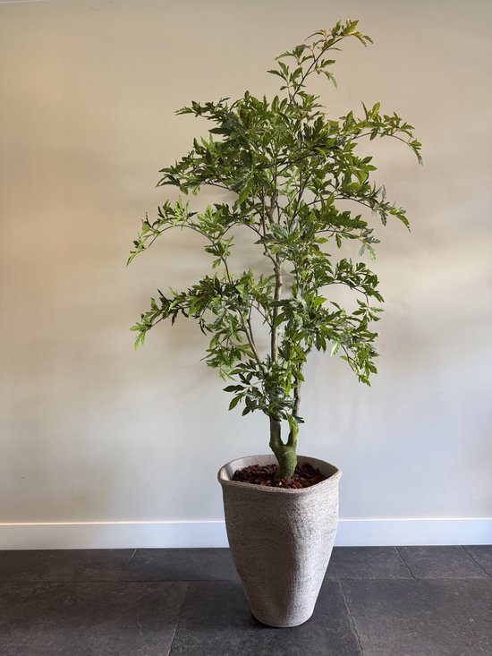 Kunstplant - Zijden Aralia - 175cm. - Grote decoratieve nepplant – Onderhoudsvrij