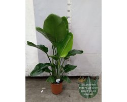 Strelitzia nicolai - Hoogte 120cm - Potmaat 24cm - Luchtzuiverende Kamerplant - Plant binnen