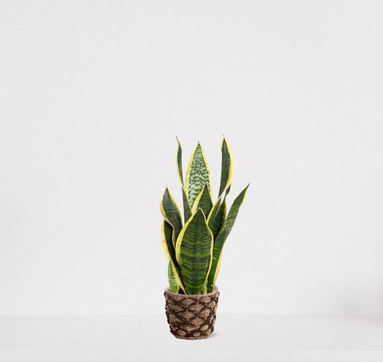 Sansevieria Superba en panier décoratif Guusje – Langue de belle-mère – plante serpent facile d'entretien - 30-40 cm - Ø12 – livrée avec pot de fleurs – fraîchement sortie de la pépinière