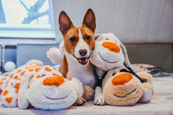 Een basenji hond omringd door drie knuffelhonden, waarvan één met oranje vlekken.