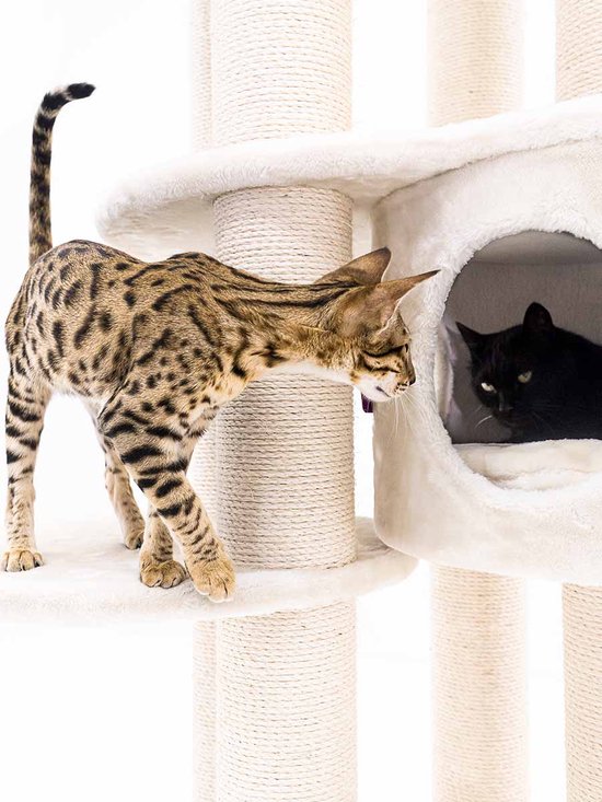 Arbre à chat Petrebels Isabella 170 Design - Crème - Qualité Premium - Arbre à chat XXL pour grands chats