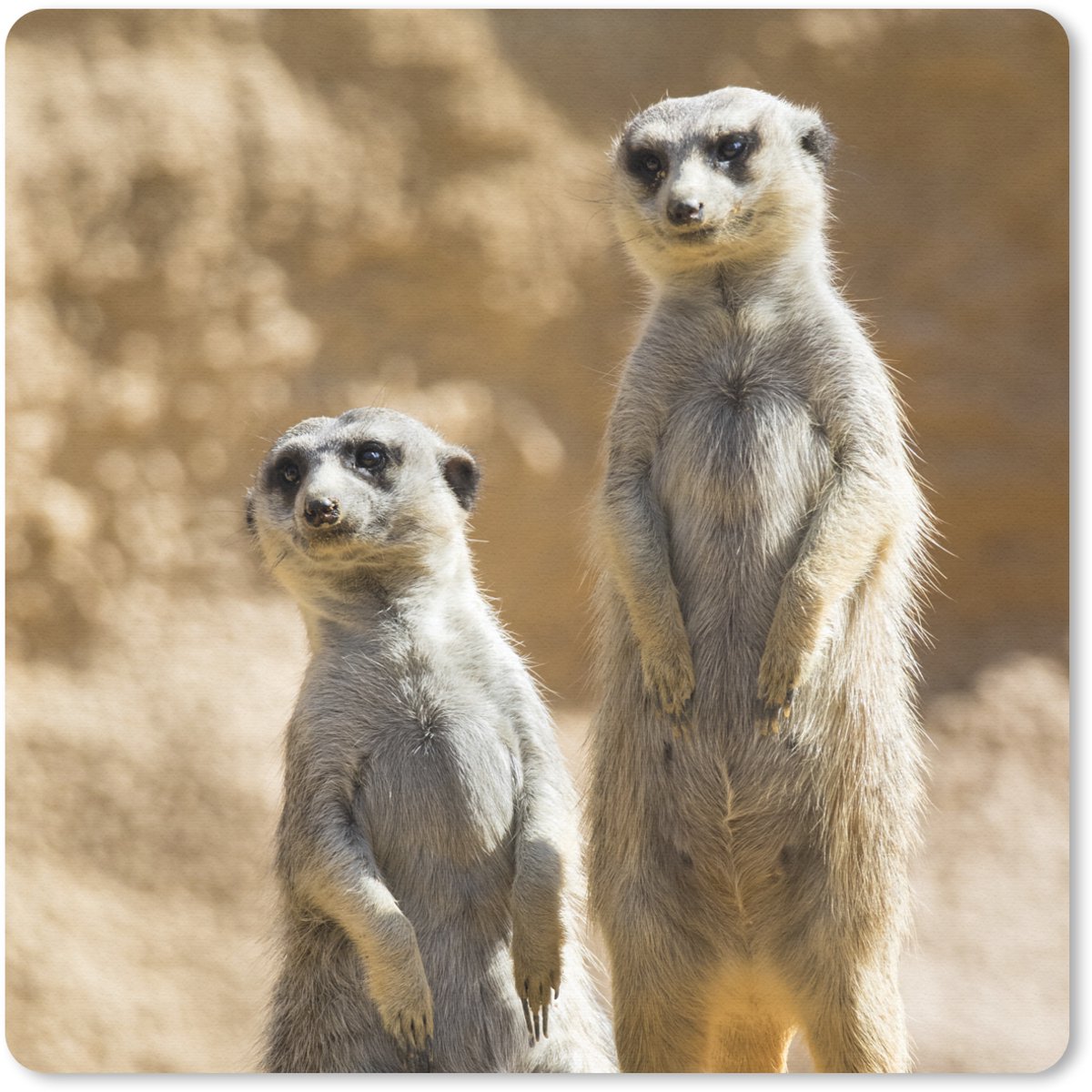 Muismat 30x30 cm - Mousepad Rots - Stokstaartjes - Dieren - Muismatten