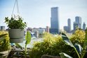Groene hangpot met witte bloemen, hangend boven een stadslandschap.