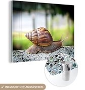 MuchoWow® Glasschilderij 40x30 cm - Schilderij acrylglas - Slak op steen - Foto op glas - Schilderijen