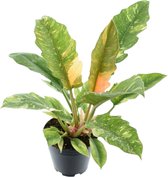 Trendyplants special - Philodendron Narrow 'Ring Of Fire' - Kamerplant - Hoogte 35-55 cm - Potmaat Ø14cm