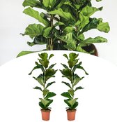 NatureNest - Tabaksplant - Ficus Lyrata - 2 stuks - 60-80cm
