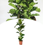 NatureNest - Tabaksplant - Ficus Lyrata - 60-80cm