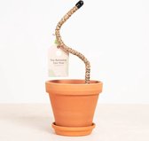 Plantje.nl - Buigbare Klimpaal - 30cm - Voor klimplanten