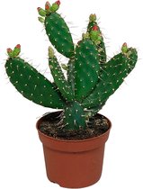 Cactus – Schijfcactus (Opuntia Quitensis) – Hoogte: 30 cm – van Botanicly