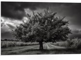 PVC Schuimplaat - Landschap - Boom - Gras - Wolken - Zwart - Wit - 75x50 cm Foto op PVC Schuimplaat (Met Ophangsysteem)