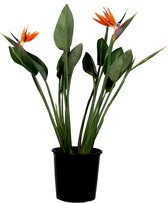 Plant in a Box - Strelitzia Reginea - Met bloem! - Tropische kamerplant - Paradijsvogelbloem - ⌀27cm - Hoogte 80-100cm
