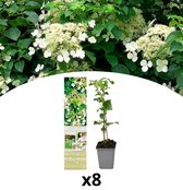 NatureNest - Klimhortensia - Hydrangea anomala petiolaris - 8 stuks - 30-38 cm