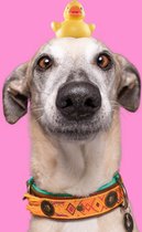 DWAM Dog with a Mission Halsband Hond – Hondenhalsband – Oranje – M – Leer – Halsomvang tussen 32-39 x 2,5 cm – Boho Chica