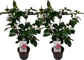 Plant in a Box - Camellia japonica Bonomiana - Set de 2 - Japanse roos - Camellia plant winterhard - Pot 15cm - Hoogte 50-60cm