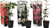Plant in a Box - Mix van 3 Camellia Japonica - Winterharde Japanse Rozen - Rood,wit,roze - Pot 9cm - Hoogte 25-40cm