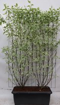 Struiken – Witte Kornoelje (Cornus alba Elegantissima) – Hoogte: 180 cm – van Botanicly