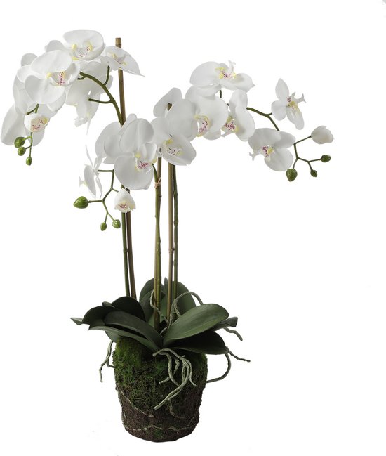 Orchidée artificielle en terre blanche H75