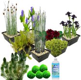 vdvelde.com - Waterplanten Pakket - M - Zwart - Voor 500 - 1.500 L - 4 groepen waterplanten - Plaatsing: -1 tot -100 cm