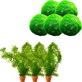 vdvelde.com - 5 Waterpest + 5 Mosbal - Zuurstofplanten - 10 losse planten - Plaatsing: los in het water