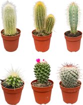 prachtige en gevarieerde mix van zes verschillende soorten cactussen - 8-15cm - Ø6.5 cm
