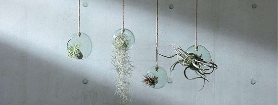 L.S.A. - Canopy Plantenhanger ø 10 cm - Gerecycled Glas - Transparant