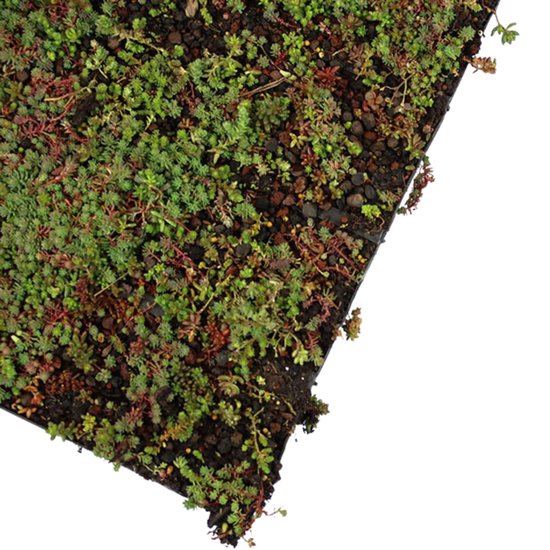 Sedummat | Per 10 M2 | Per 10 m2