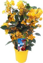 Plant in a Box - Bougainvillier 'Dania' - Bougainvillier sur râtelier - Fleurs jaunes - Plante grimpante - Plante de jardin - Pot 17cm - Hauteur 50-60cm
