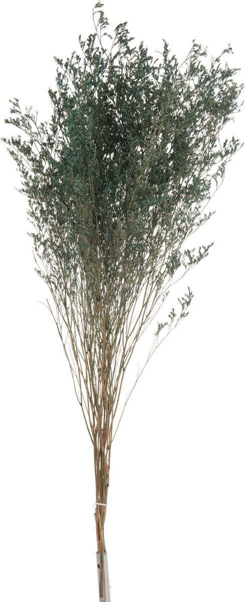 J-Line droogbloemen - Bundel Lamsoor - grijsblauw - 12 stuks Groen
