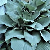 3 x Hosta 'August Moon' - Hartlelie - Pot 9x9cm - Schaduwplant, bladplant