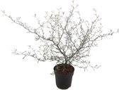 Maori 'Silver Leaf'