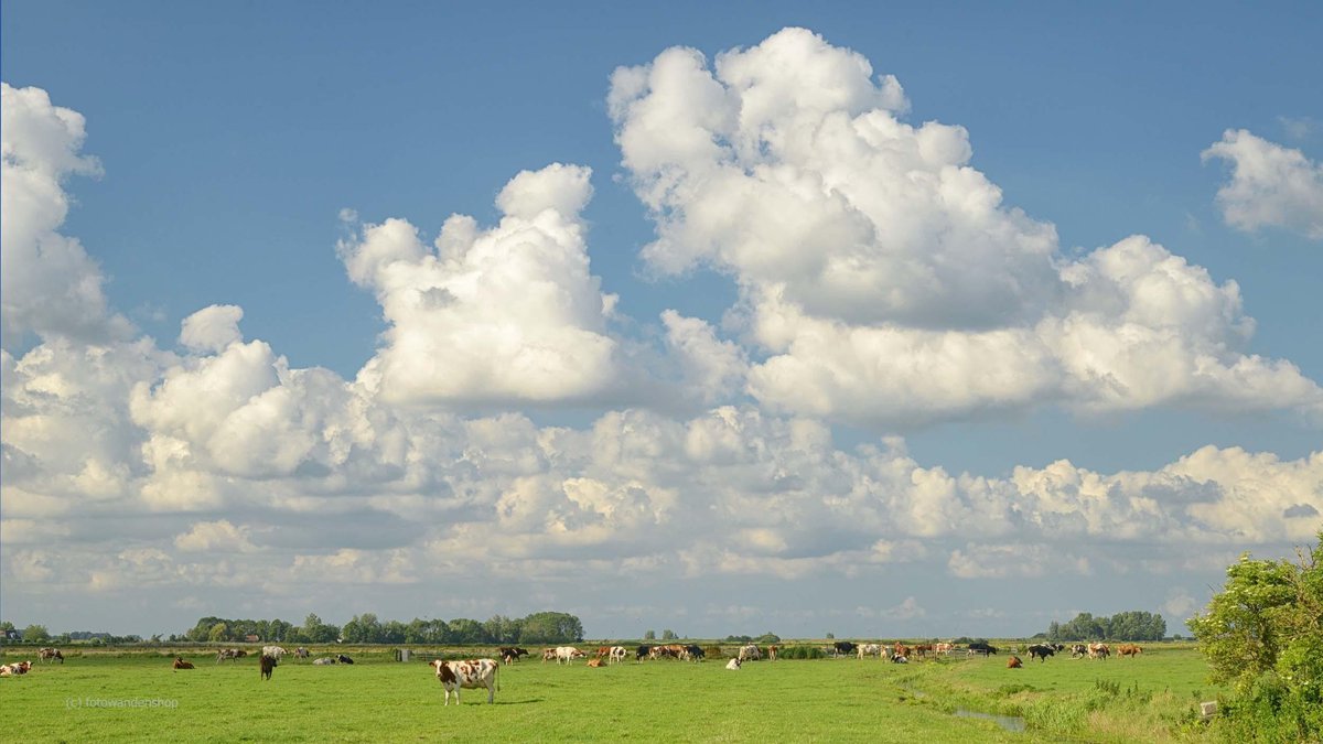 Fotobehang koeien langs de waterkant 350 x 260 cm - € 235,--