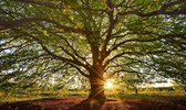 Fotobehang Beukenboom ondergaande zon 350 x 260 cm - € 235,--
