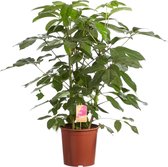 Schefflera Amate, Vingersboom