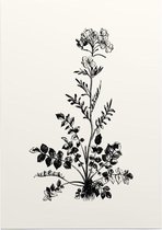 Pinksterbloem zwart-wit (Ladys Smock) - Foto op Posterpapier - 29.7 x 42 cm (A3)