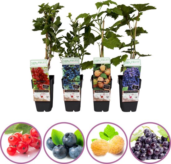 Klein fruitplanten mix - set van 4 fruitplanten: rode aalbes, blauwe bosbes, gele framboos en blauwe druif - hoogte 50-60 cm
