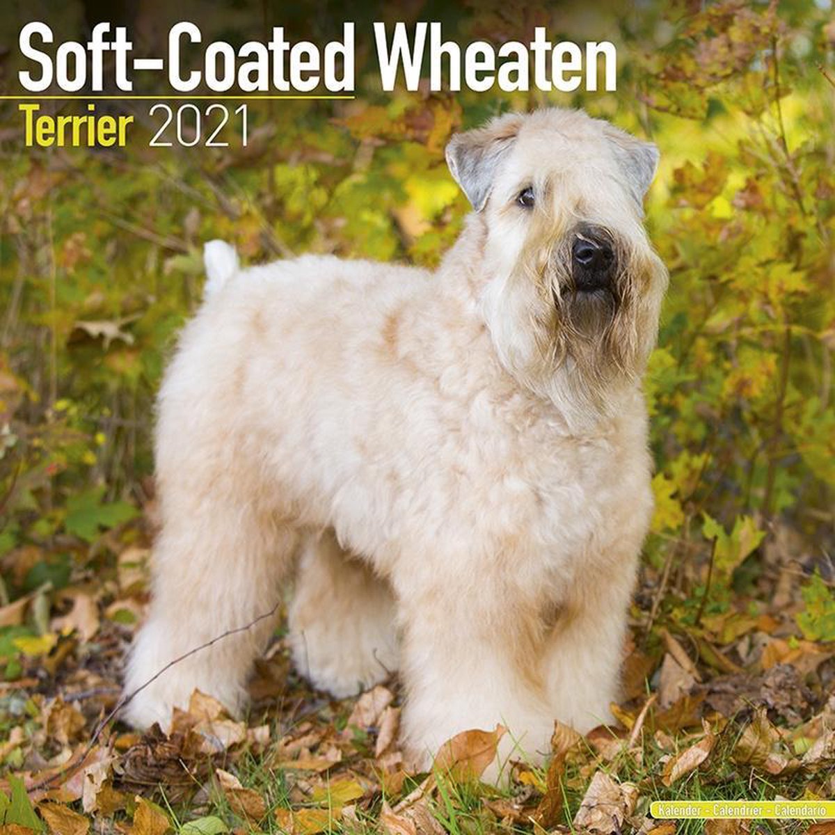 Softcoated Wheaten Terrier Kalender 2021