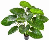 Calathea Orbifolia in watergevende Rondo rood | Pauwenplant