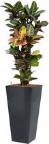 Anthurium wit in vaas small | Flamingoplant