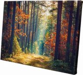 Bos in de herfst  | 90 x 60 CM | Natuur |Schilderij | Canvasdoek | Schilderij op canvas