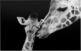 Giraffe koppel op zwarte achtergrond - Foto op Forex - 150 x 100 cm