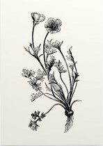 Knolboterbloem zwart-wit (Bulbous Buttercup) - Foto op Posterpapier - 29.7 x 42 cm (A3)