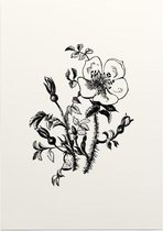 Duinroos zwart-wit (Burnet-Leaved Rose) - Foto op Posterpapier - 29.7 x 42 cm (A3)