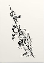 Genisteae zwart-wit (Broom) - Foto op Posterpapier - 50 x 70 cm (B2)